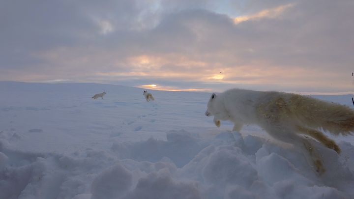 Fjellrev%20som%20l%F8per%20i%20fjellet.
