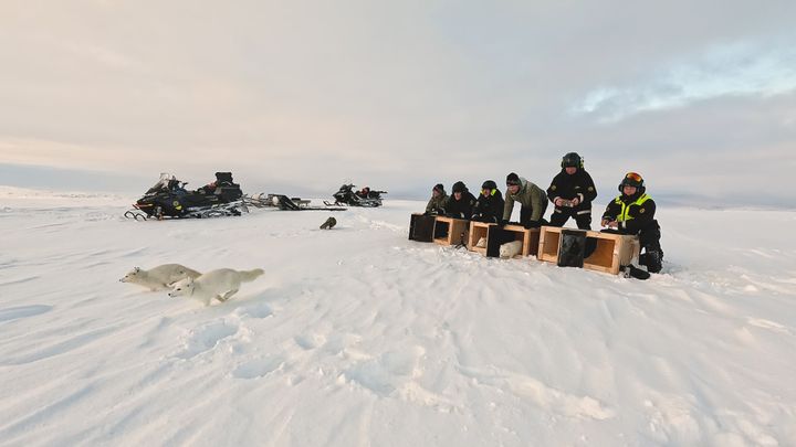 Fjellkvalpar blir sleppt ut av bur i fjellet.