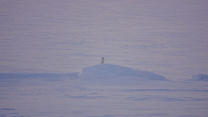 Fjellrev%20i%20fjellet.