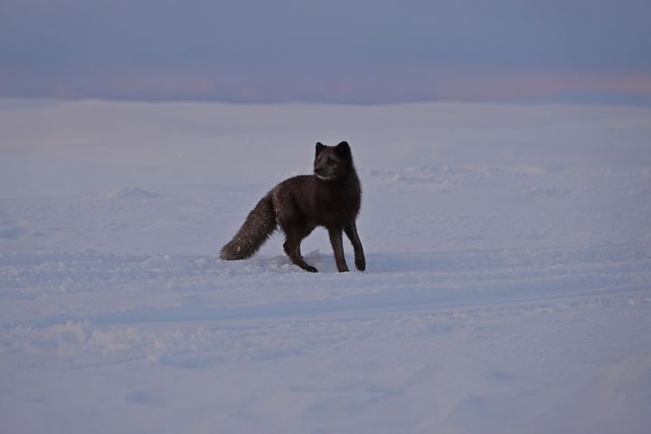 Fjellrev%20i%20fjellet.