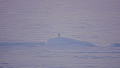 Fjellrev i fjellandskap.