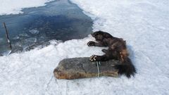 Død jerv ved råk i is