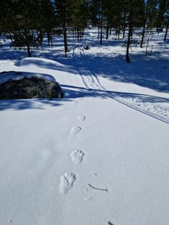 Spor av jerv og skuter