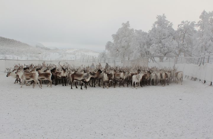 Reindriften følger årstidsbeite og benytter store utmarksområder gjennom hele året. Her ser vi rein i et skillegjerde som brukes til skille ut dyr fra flokken.
