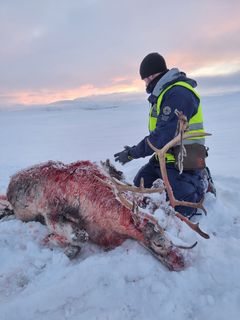 Død tamrein og oppsynspersonale