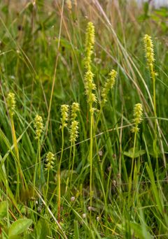 På Hvaler har målrettet skjøtsel av åpne, tørre enger hatt positiv effekt på den kritisk truede orkideen honningblom.