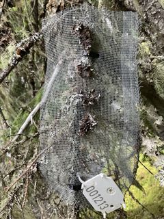 Trønderlav er en av verdens mest sjeldne lavarter, og har i dag kun én gjenværende forekomst i Europa – i Innlandet.