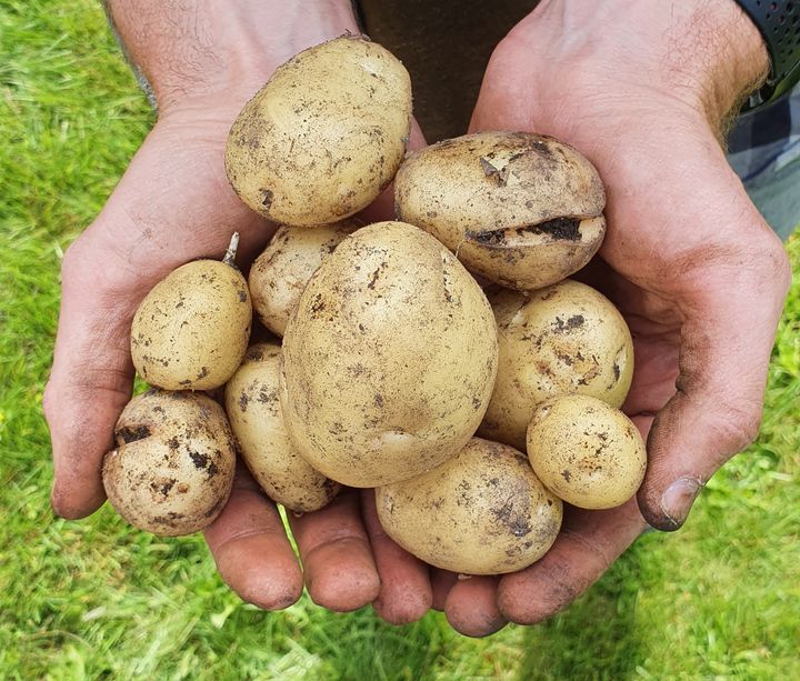 Hender som holder poteter