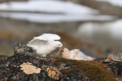 Tilgang på smågnagere er helt avgjørende for hvor snøugla velger å hekke.
