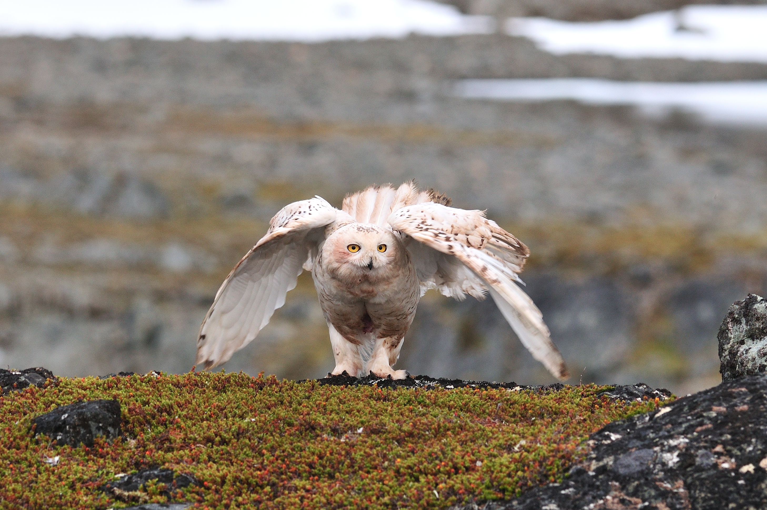Snøugla inn på global bevaringsliste etter norsk forslag