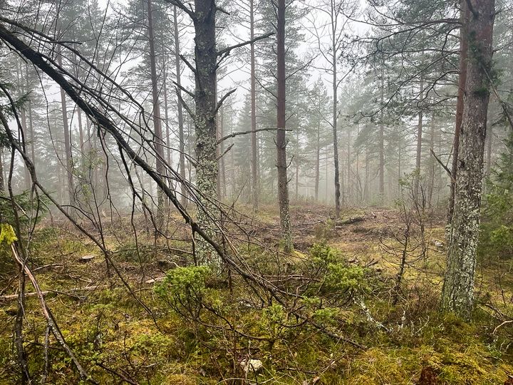 Furuskog i Drammensmarka der det drives skogsbruk.