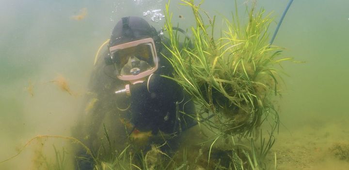 Bildet viser en dykker i ålegrasenger på sjøbynnen i Oslofjorden. Niva har siden 2022 gjennomført et pilotprosjekt med utplanting av ålegrasenger der.