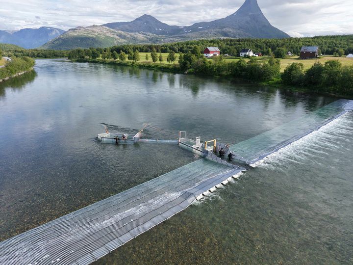 bilde av en pukkellaksfells om strekker seg over elvebredden