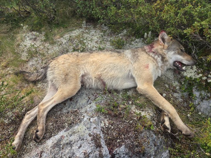 En død ulv som ligger på siden på berg ved lyng