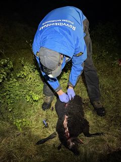 Ein rovviltkontakt flår ein sau for å undersøkje skadane nærare. I år vart det påvist at 489 sauer har vorte angripne av rovdyr.