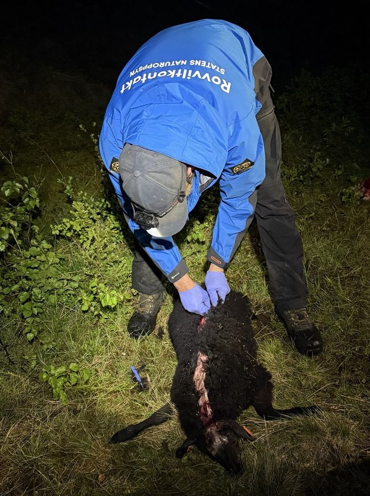 En rovviltkontakt flår en sau for å undersøke skadene nærmere. I år ble det påvist at 489 sauer har blitt angrepet av rovdyr.