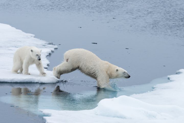 Isbjørnen (Ursus maritimus) er det eneste arktiske landpattedyret som dykker i vann for å jakte. Til tross for at de lever i ekstrem kulde og har et tykt lag med spekk og pels for å holde seg varme, er pelsen deres vanligvis fri for is.