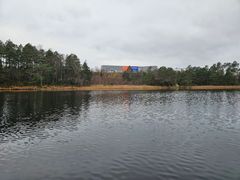 innsjø, skog