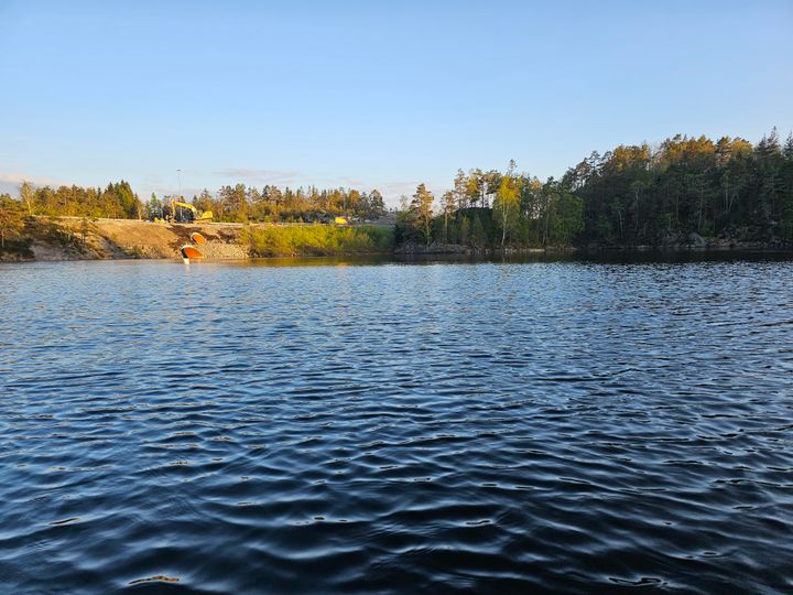 innsjø, skog
