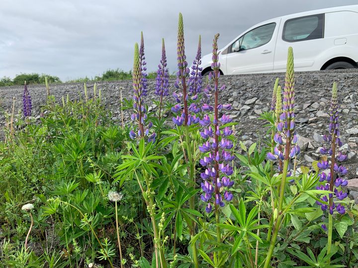 Foto av lupiner langs en trafikert veg.