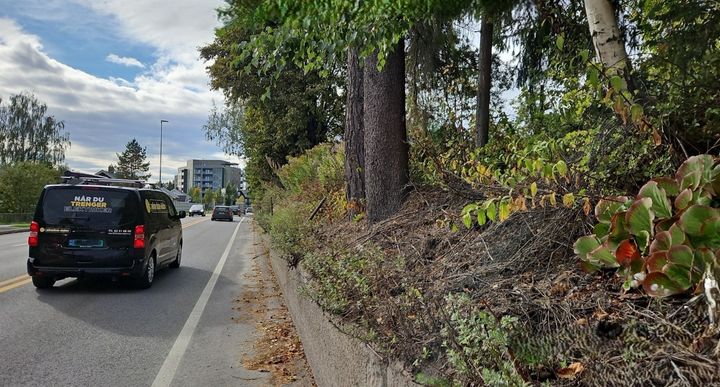 Trær står nær Vangsvegen og vegetasjon presser på støttemurer og gjerder. Nå skal Statens vegvesen i samarbeid med grunneierne sikre vegen og eiendommene. Foto høsten 2025: Asgeir Skybak/Statens vegvesen