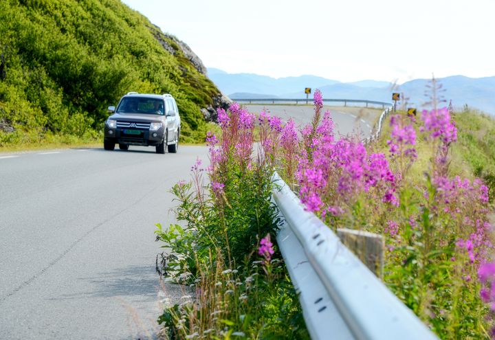 Bilde av en vegtrekning og bil hvor sideterrenget er overgrodd av blomster.