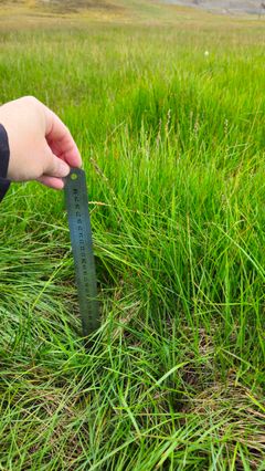 Den økte planteveksten gjør blant annet at graset blir høyere og tettere. Bildet viser tundragras hvor bladene ble over 30 centimeterhøye i sommer. I kalde og korte somre blir det betydelig lavere vekst.