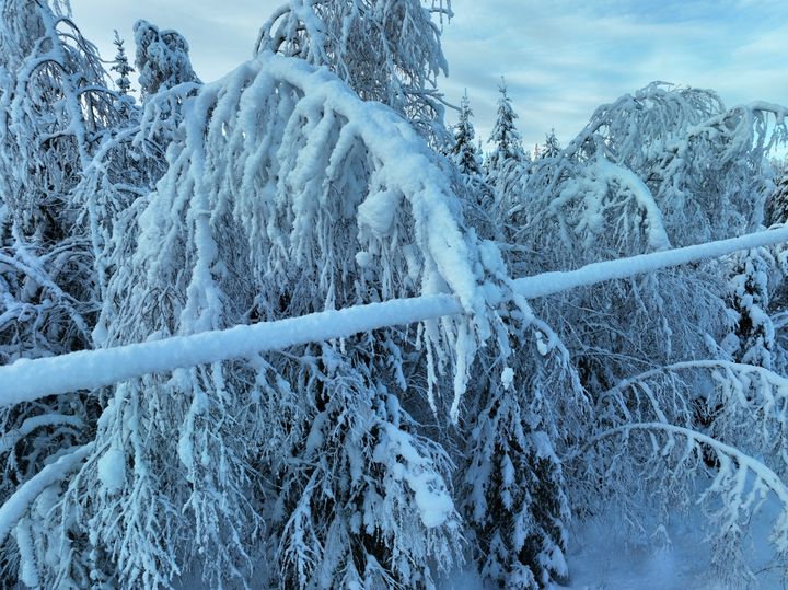 Illustrasjonsbilde som viser en tidligere hendelse med tre som ligger over en ledning.