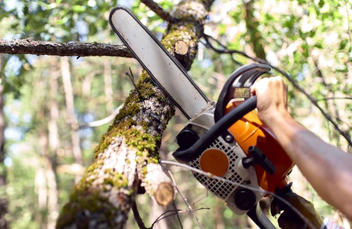 Nærbilde av en motorsag som sager over en trestamme