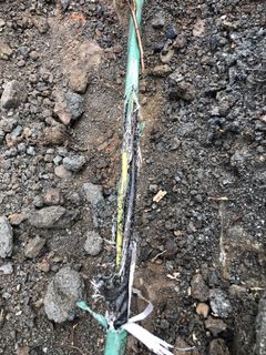 Nærbilde av en kabel liggende i jorda som har fått store skader på grunn av graving i bakken.