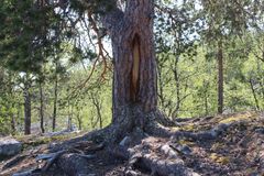 Barktatt tre i Lønsdal syner korleis menneske og natur har levd i samspill.