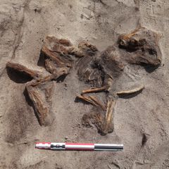 Kvinne med kjæledyr i grava