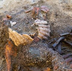 Skjellsetjande funn i Ørland
