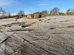 Gamle helleristninger med skip og mønstre er risset inn i en flat, steinete overflate utendørs, med spredte steiner og løvløse trær i bakgrunnen.