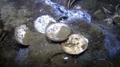 Tre korroderte plater ligger på en gjørmete havbunn, delvis dekket av sedimenter og små marine vekster, med vrakrester spredt rundt dem.