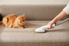 Hårete hverdag: Nesten hver tredje norske husstand har hund eller katt, og pelsen havner fort i møblene.