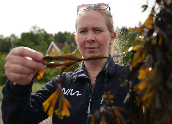 Denne sommeren har NIVA stått i spissen for arbeidet med å avdekke en helt ny type parasitter i Oslofjorden, som lyder navnet oomyceter.