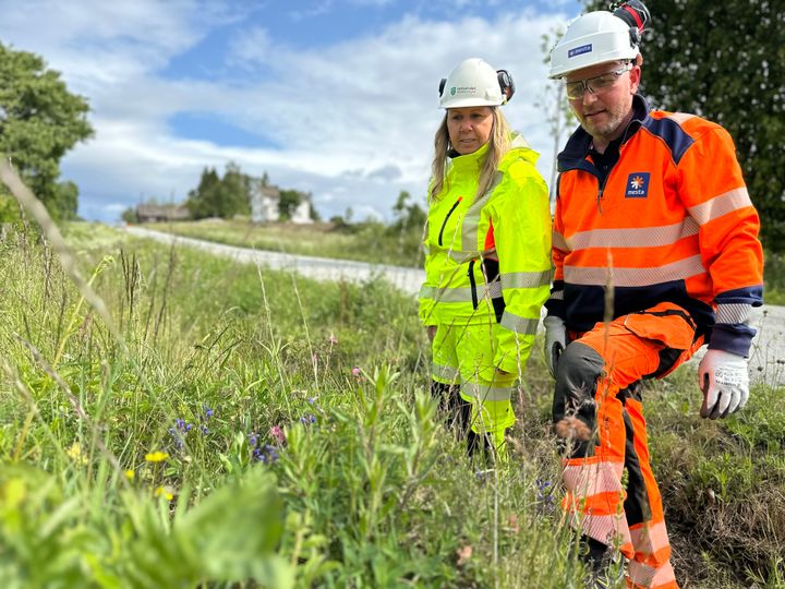 Prosjektleder i Mesta, Amund Aschim Grimsrud på jakt etter den fredede blomsten dragehode sammen med byggeleder Mona Fjeldheim Lindberg.