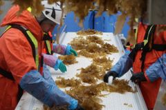 Høsting av tare med Ocean Forest