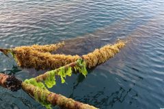 Bilde av line med tare fra Ocean Forest sitt anlegg utenfor Austevoll.