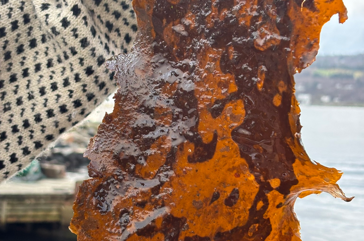 Sukkertare høstet i Drøbaksfjorden.