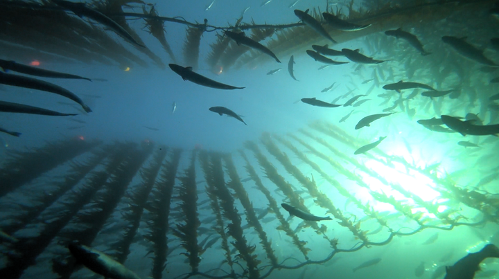 Tareskog fungerer som naturlig habitat for fisk og marint liv. Oslofjorden Tarepark skal bruke naturens egne løsninger for å bringe livet tilbake i fjorden.