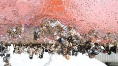 Eksempel på begroing som har gått for langt.