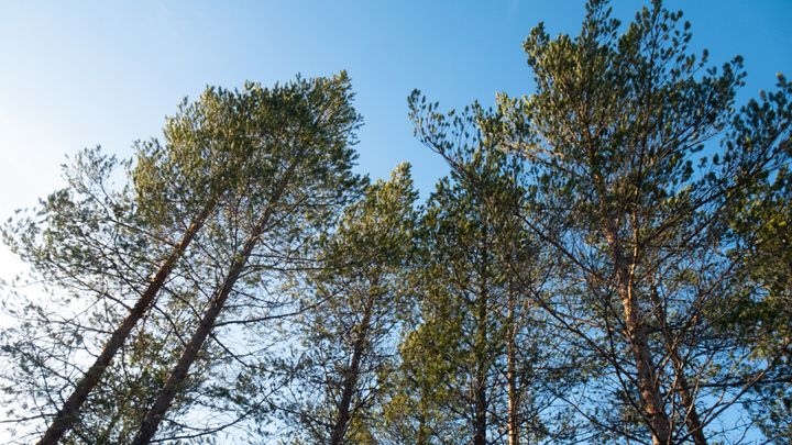 Furuskog og blå himmel