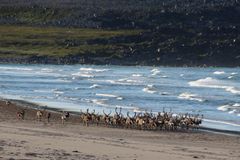COAT monitorerer klima og økologi på den arktiske tundraen. Det arktiske tundraøkosystemet møter havet i Varanger, her ved Sandfjorneset.