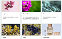 Skjermbilde av nettside med bilder og tekst om ulike arktiske planter og vekster.