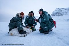 Personer merker en rein på snødekt landskap på Svalbard.