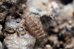 Bildet viser en Ischnochiton variegatus på en karbonatstein hentet opp fra havbunnen.