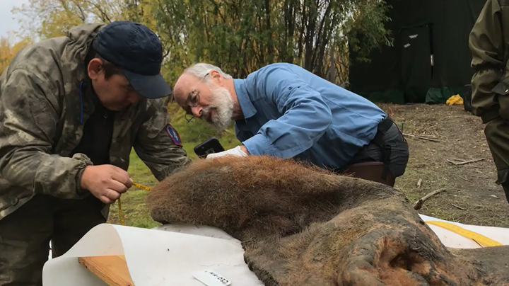 To forskere som undersøker en stor, hårete mammuthud utendørs i Sibir.