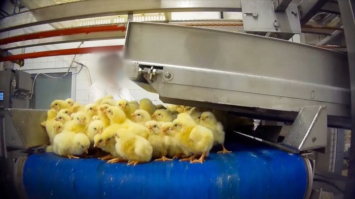 Små gule kyllinger på samlebånd i et Swehatch klekkeri.